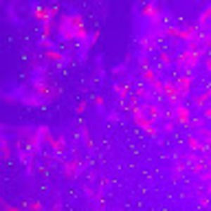 Meet your Posher, Zoé